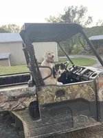 Patsy, a female Poodle - Standard  for sale in Sacramento, CA – Photo 5 of 6