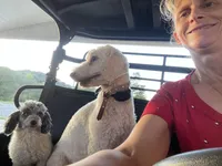 Patsy, a female Poodle - Standard  for sale in Sacramento, CA – Photo 6 of 6