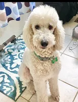 Patsy, a female Poodle - Standard  for sale in Sacramento, CA – Photo 1 of 6