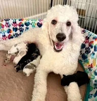 Patsy, a female Poodle - Standard  for sale in Sacramento, CA – Photo 3 of 6