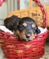 Aussie-Doxie Blk Tri Girl 4, a female Dachshund and Miniature Australian Shepherd for sale in Burkesville, KY – 2 of 5