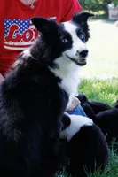 Bentley Blue Eyed Tri, a male Miniature Australian Shepherd for sale in Burkesville, KY – 7 of 9