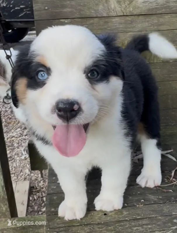 Missy – Australian Shepherd, Miniature Australian Shepherd puppy for sale in Burkesville, KY