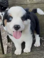Missy, a female Australian Shepherd and Miniature Australian Shepherd for sale in Burkesville, KY – 1 of 1