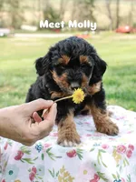 Molly, a female Miniature Aussiedoodle for sale in Burkesville, KY – Photo 4 of 9