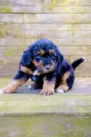 Molly, a female Miniature Aussiedoodle for sale in Burkesville, KY – Photo 6 of 9