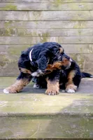 Molly, a female Miniature Aussiedoodle for sale in Burkesville, KY – Photo 8 of 9