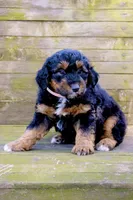 Molly, a female Miniature Aussiedoodle for sale in Burkesville, KY – Photo 7 of 9