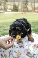 Molly, a female Miniature Aussiedoodle for sale in Burkesville, KY – Photo 3 of 9