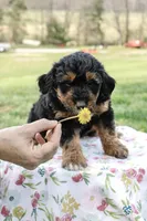 Molly, a female Miniature Aussiedoodle for sale in Burkesville, KY – Photo 2 of 9