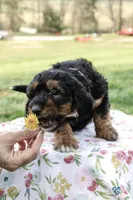 Molly, a female Miniature Aussiedoodle for sale in Burkesville, KY – Photo 5 of 9