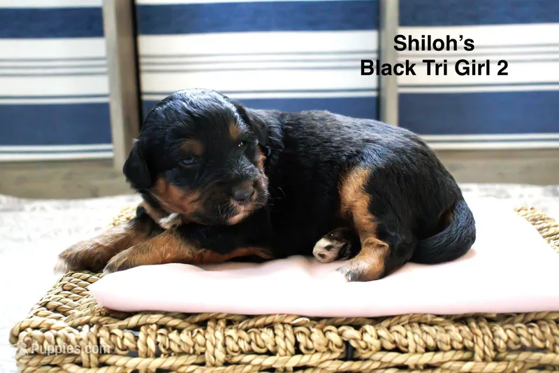Shiloh’s Black & Tan Girl