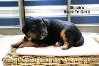 Shiloh’s Black & Tan Girl, a female Miniature Aussiedoodle for sale in Burkesville, KY – Photo 1 of 3
