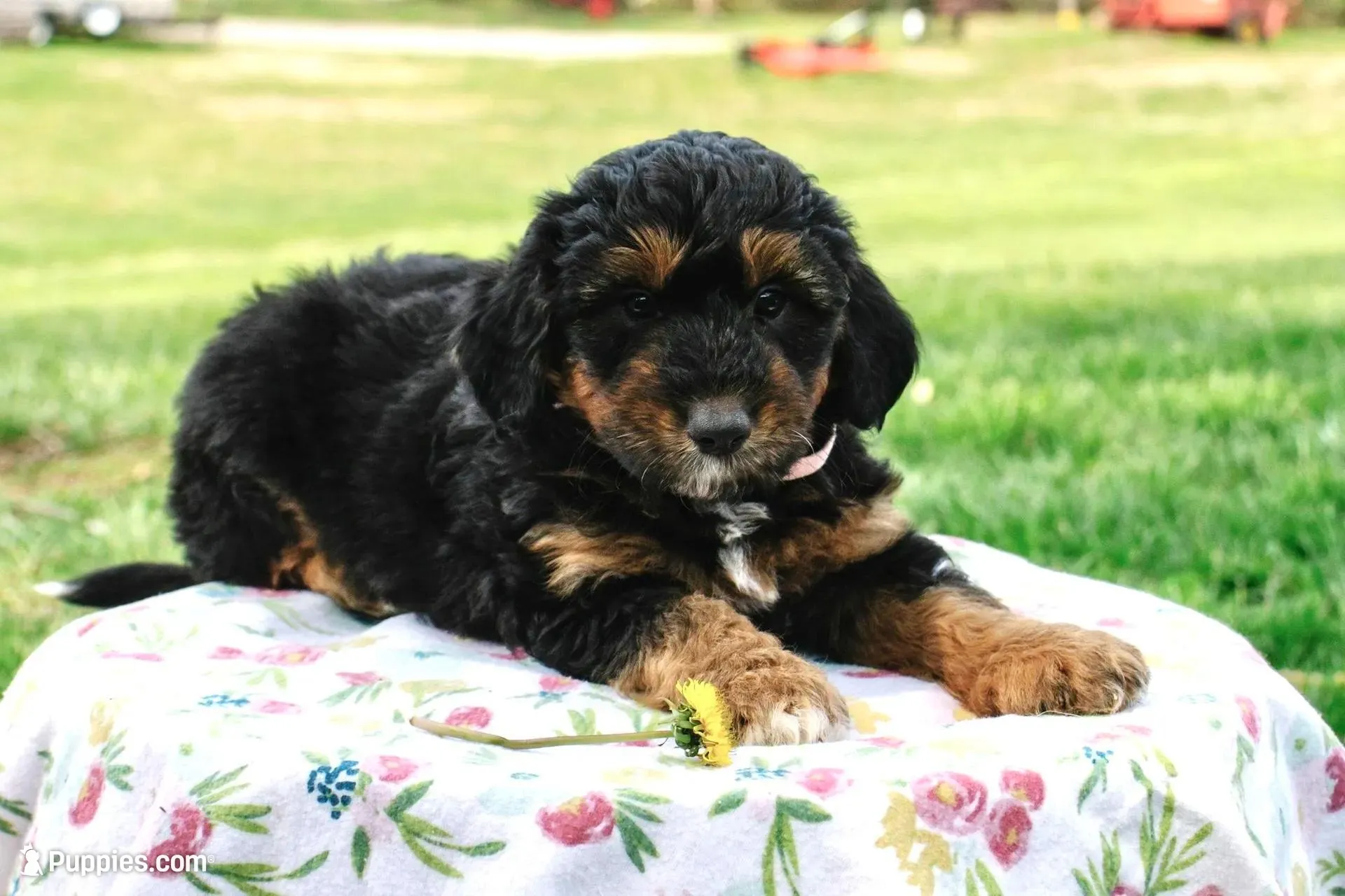 Molly – Miniature Aussiedoodle puppy for sale in Burkesville, KY