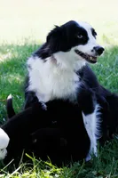 Bentley Blue Eyed Tri, a male Miniature Australian Shepherd for sale in Burkesville, KY – 6 of 9