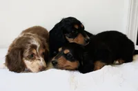 Winnie’s Black & Tan Boy Long-Haired , a male Miniature Dachshund for sale in Burkesville, KY – 4 of 7