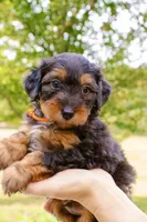 Orange Boy, a male Miniature Aussiedoodle for sale in Burkesville, KY – 4 of 6