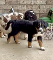 Mr. Freckles , a male Miniature Australian Shepherd for sale in Burkesville, KY – 2 of 7