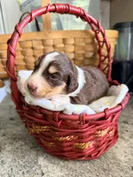 Aussie-Doxie Red Boy, a female Dachshund and Miniature Australian Shepherd for sale in Burkesville, KY – 4 of 7