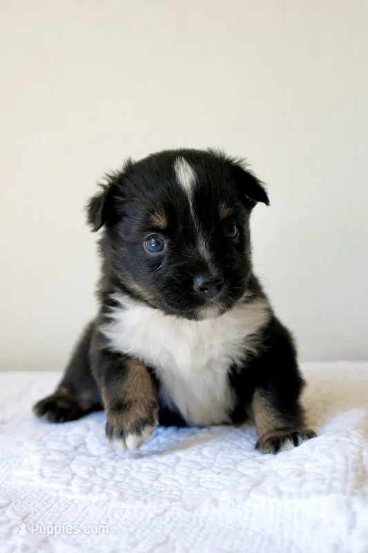 Buster - Black Tri – Miniature Australian Shepherd, Toy Australian Shepherd puppy for sale in Burkesville, KY