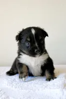 Buster - Black Tri, a male Miniature Australian Shepherd and Toy Australian Shepherd for sale in Burkesville, KY – 1 of 9
