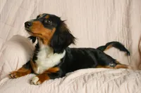 Black & Tan Long-Haired, a  Dachshund and Miniature Dachshund for sale in Burkesville, KY – 2 of 10