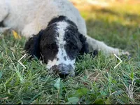 Charlie- Moyen Poodle, a male Poodle - Standard  for sale in Sacramento, CA – Photo 2 of 3