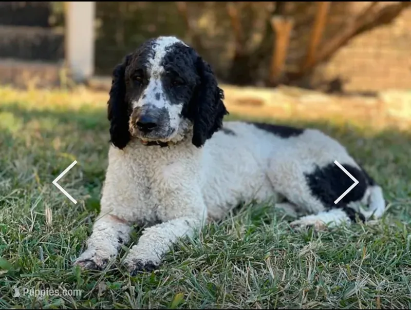 Charlie- Moyen Poodle, a male Poodle - Standard  for sale in Sacramento, CA – Photo 1 of 3