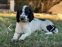 Charlie- Moyen Poodle, a male Poodle - Standard  for sale in Sacramento, CA – Photo 1 of 3