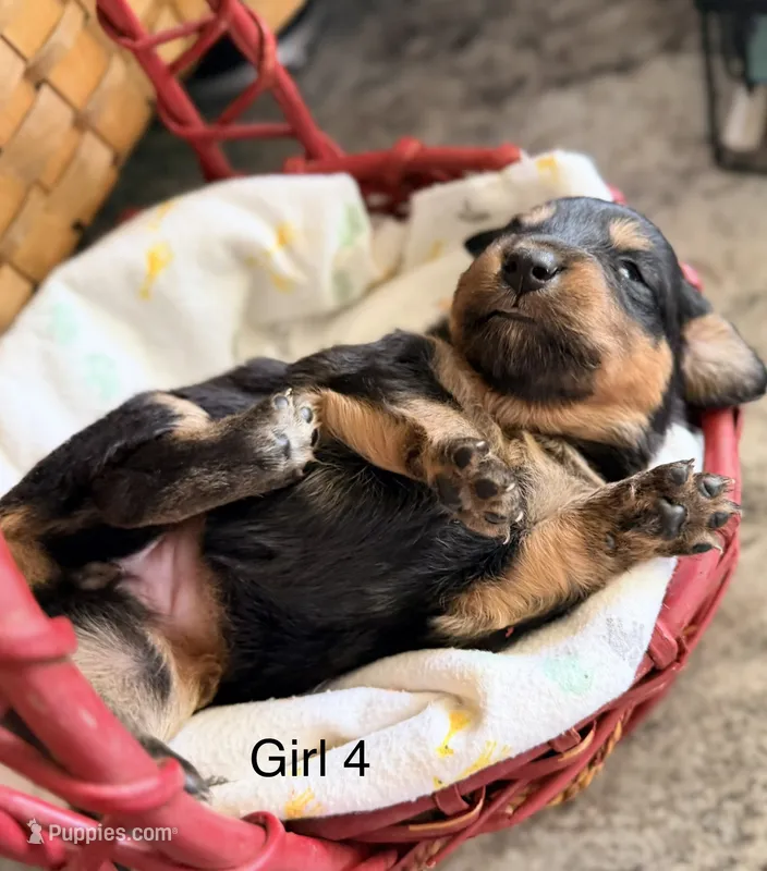 Aussie-Doxie Blk Tri Girl 4 – Dachshund, Miniature Australian Shepherd puppy for sale in Burkesville, KY