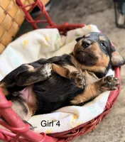Aussie-Doxie Blk Tri Girl 4, a female Dachshund and Miniature Australian Shepherd for sale in Burkesville, KY – 1 of 5