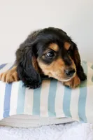 Winnie’s Black & Tan Boy Long-Haired , a male Miniature Dachshund for sale in Burkesville, KY – 2 of 7