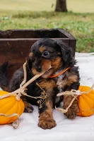 Orange Boy, a male Miniature Aussiedoodle for sale in Burkesville, KY – 2 of 6