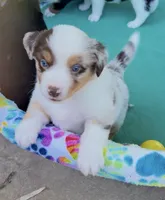 Pepper, a male Miniature Australian Shepherd for sale in Burkesville, KY – 2 of 2