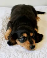 Winnie’s Black & Tan Boy Long-Haired , a male Miniature Dachshund for sale in Burkesville, KY – 1 of 7