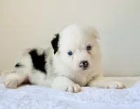 Bernadette - Freckles Blue Merle, a female Miniature Australian Shepherd for sale in Burkesville, KY – 4 of 10