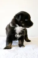 Bentley Blue Eyed Tri, a male Miniature Australian Shepherd for sale in Burkesville, KY – 5 of 9