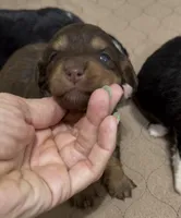 Aussie-Doxie Girl, a female Dachshund and Miniature Australian Shepherd for sale in Burkesville, KY – 5 of 8