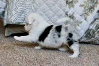 Bernadette - Freckles Blue Merle, a female Miniature Australian Shepherd for sale in Burkesville, KY – 7 of 10