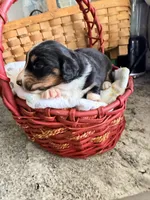 Aussie-Doxie Blk Tri Girl 2, a female Dachshund and Miniature Australian Shepherd for sale in Burkesville, KY – 3 of 6