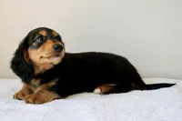 Winnie’s Black & Tan Boy Long-Haired , a male Miniature Dachshund for sale in Burkesville, KY – 7 of 7