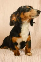 Black & Tan Long-Haired, a  Dachshund and Miniature Dachshund for sale in Burkesville, KY – 4 of 10