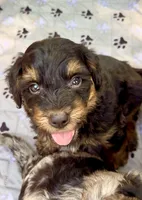 Willow, a female Miniature Aussiedoodle for sale in Burkesville, KY – 5 of 7