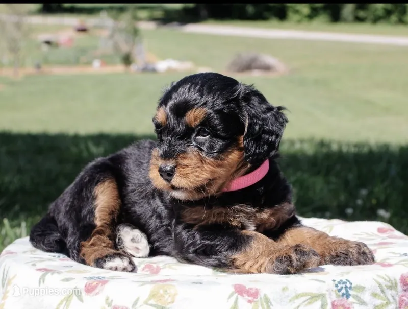 Willow – Miniature Aussiedoodle puppy for sale in Burkesville, KY