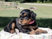 Willow, a female Miniature Aussiedoodle for sale in Burkesville, KY – 1 of 7