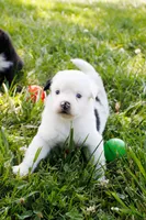 Bernadette - Freckles Blue Merle, a female Miniature Australian Shepherd for sale in Burkesville, KY – 2 of 10