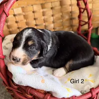 Aussie-Doxie Blk Tri Girl 2, a female Dachshund and Miniature Australian Shepherd for sale in Burkesville, KY – 2 of 6