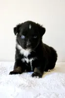 Bentley Blue Eyed Tri, a male Miniature Australian Shepherd for sale in Burkesville, KY – 4 of 9