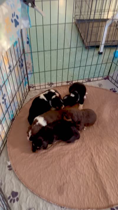 Aussie-Doxie Red Girl with Blue Eyes!, a female Dachshund and Miniature Australian Shepherd for sale in Burkesville, KY – 5 of 5