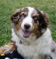 Piper’s Aussiedoodles, a  Aussiedoodle and Miniature Aussiedoodle for sale in Burkesville, KY – 1 of 3